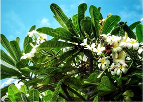Obraz - Plumeria (70x50 cm)