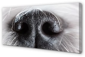 Obraz na plátne psie ňufák 120x60 cm