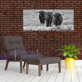 Obraz - Škótske kravy (120x50 cm)