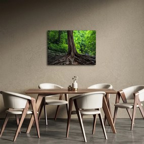 Obraz - Starý strom s koreňmi (70x50 cm)
