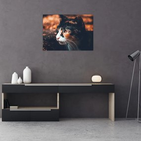 Sklenený obraz - Pohľad mačky (70x50 cm)