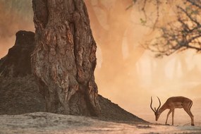 Obraz africká antilopa - 120x80