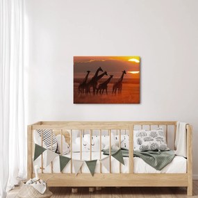 Obraz - Žirafy v africkej savane (70x50 cm)