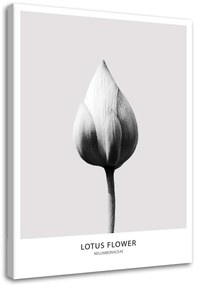 Obraz na plátně Lotosový květ černá a bílá - 60x90 cm