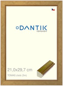 DANTIK rám na obraz 21x29,7 | TOMAS zlatá (Sklo Čiré)