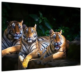 Sklenený obraz - Tigrii bratia (70x50 cm)