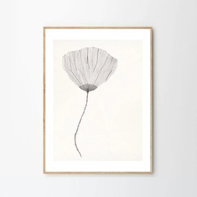 The Poster Club Plagát Poppy by Ana Frois 30x40 cm