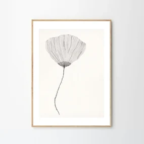 The Poster Club Plagát Poppy by Ana Frois 30x40 cm