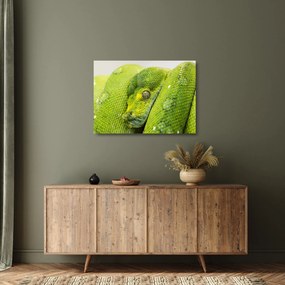 Sklenený obraz hada (70x50 cm)