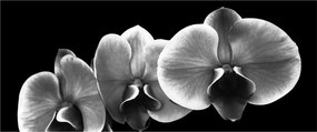 Obraz kvetu orchidey (120x50 cm)