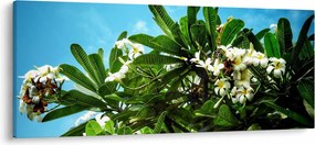 Obraz - Plumeria (120x50 cm)