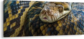Obraz - Pytón (120x50 cm)
