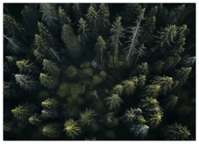 Sklenený obraz - Les (70x50 cm)