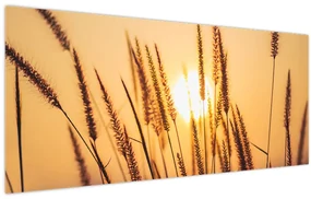 Obraz - Traviny na slnku (120x50 cm)