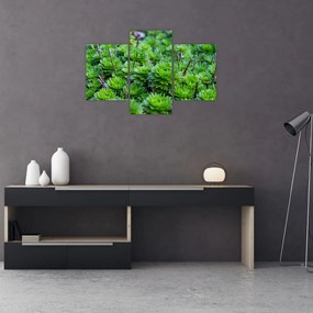 Obraz sukulentov (90x60 cm)