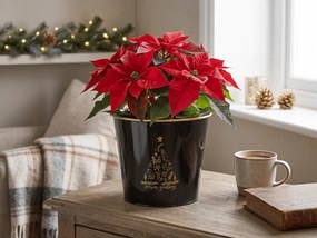 Vianočný kvetináč SEASONS GREETINGS 30 cm, čierna / zlatá
