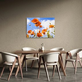 Sklenený obraz vlčích makov (70x50 cm)