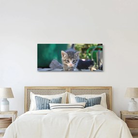 Obraz mačiatka (120x50 cm)