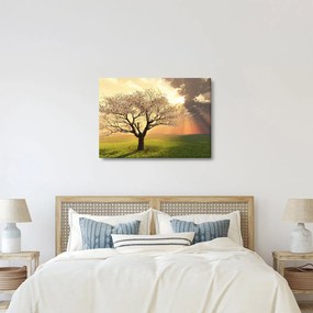 Obraz stromu na lúke (70x50 cm)