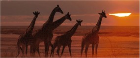 Obraz - Žirafy v africkej savane (120x50 cm)