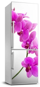 Nálepka fototapeta Ružová orchidea FridgeStick-70x190-f-67691978