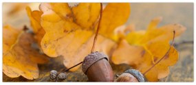 Obraz - Jesenné žalude (120x50 cm)