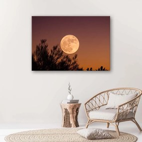 Obraz na plátně Měsíc za stromem - 90x60 cm
