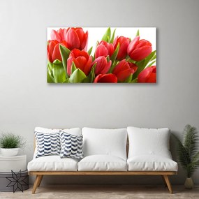 Obraz na plátne Tulipány kvety rastlina 100x50 cm