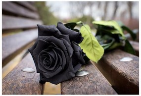 Fototapeta Vliesová Čierna ruža 312x219 cm