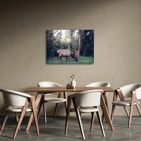 Obraz - Sob na čistine (70x50 cm)
