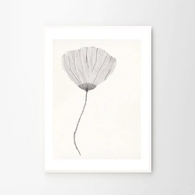 The Poster Club Plagát Poppy by Ana Frois 30x40 cm