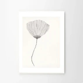 The Poster Club Plagát Poppy by Ana Frois 40x50 cm