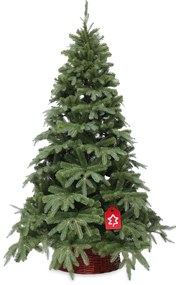 Jedľa Prírodná 180 cm