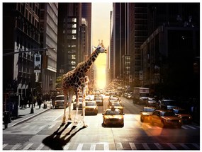 Artgeist Fototapeta - Giraffe in the big city Veľkosť: 300x231, Verzia: Premium
