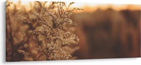 Obraz kvitnúcej trávy (120x50 cm)
