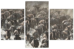 Obraz - Stádo pakoňov (90x60 cm)