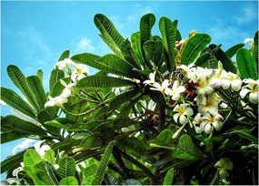 Sklenený obraz - Plumeria (70x50 cm)