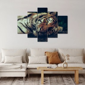 Obraz - Tiger Sibírsky (150x105 cm)