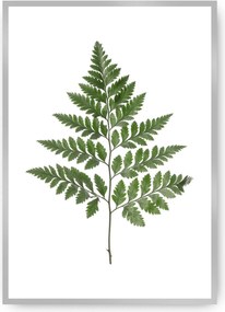 Plagát Fern Green