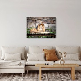 Sklenený obraz leva (70x50 cm)