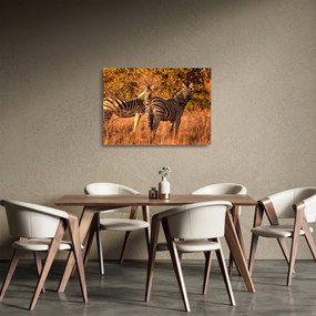 Sklenený obraz zebier (70x50 cm)