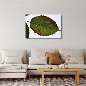 Obraz - List ruže (90x60 cm)