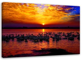 Obraz na plátně Labutě při západu slunce - 60x40 cm