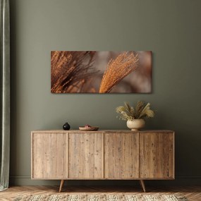 Obraz - Kortadéria (120x50 cm)