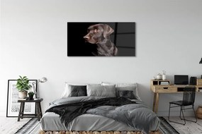 Obraz na akrylátovom skle Hnedý pes 125x50 cm