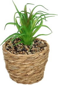 Dekorácie Tree Aloe 20cm