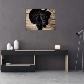 Sklenený obraz čierneho šteňaťa (70x50 cm)
