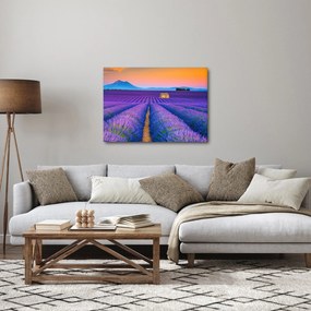 Obraz - Levanduľové pole (70x50 cm)