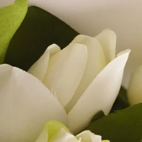Gario Paraván Čerstvé biele tulipány Rozmery: 180 x 170 cm, Prevedenie: Otočný paraván 360°