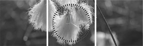 Obraz - Cottongrass (s hodinami) (90x30 cm)